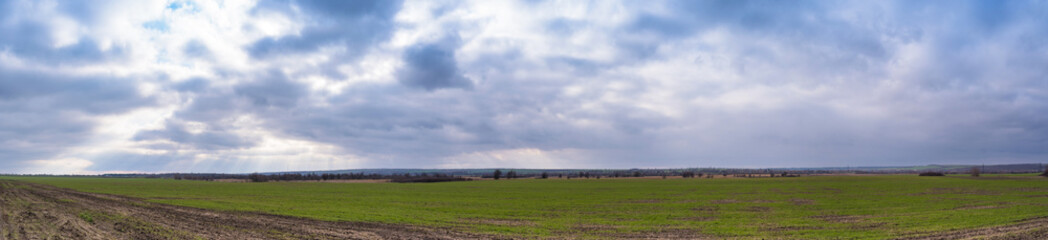 Fototapeta na wymiar Panoramic view. Rural landscape, green wheat field on a blue cloudy sky background