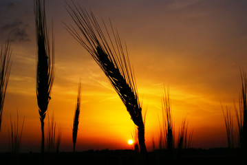 Bright sunset over  barley field