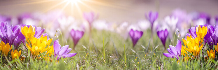 Spring awakening background banner panorama - Blossoming purple and yellow crocuses on a green meadow illuminated by the morning sun, with space for text