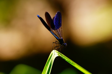 Odonata is sunbathing on the grass