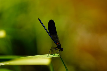 Odonata is sunbathing on the grass