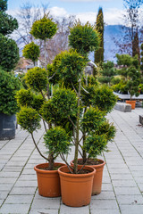 Fototapeta na wymiar Evergreen shrubs formed for bonsai, spirals, balls and pyramids.