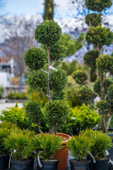 Evergreen shrubs formed for bonsai, spirals, balls and pyramids.