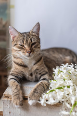 Obraz premium portrait of a tabby cat lying on a wooden background with a white hyacinth flower