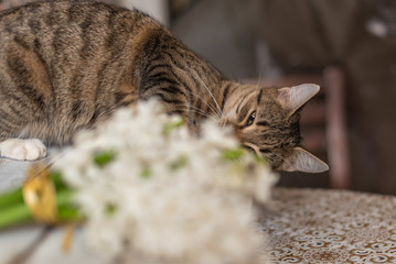 tabby cat lies with a bouquet of white flowers
