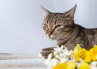 tabby cat lies with a bouquet of white and yellow flowers