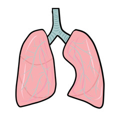 Lungs with bronchi isolated on white background. Single vector illustration in cartoon style