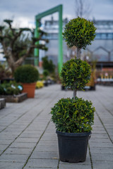 Evergreen shrubs formed for bonsai, spirals, balls and pyramids.