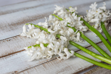 white flowers hyacinths on a wooden background in spring
