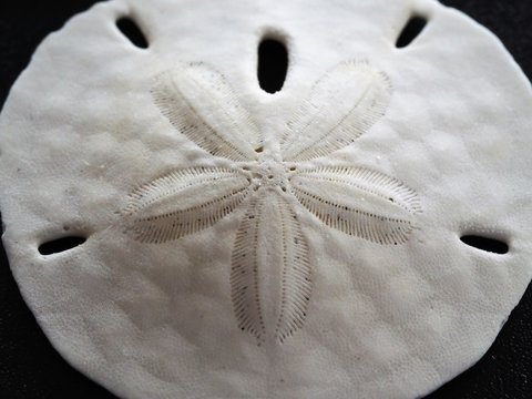 Macro of Sand Dollar with Star Center Detail