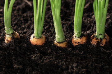 Fresh carrots in her bush in soil