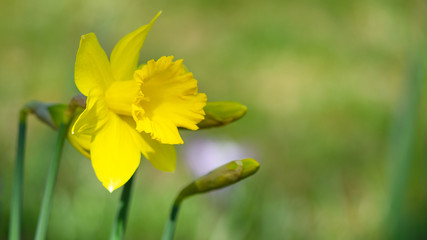 Spring easter flower background - Yellow blooming Easter bell daffodil (Narcissus) on green meadow, with space for text