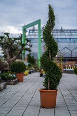 Evergreen shrubs formed for bonsai, spirals, balls and pyramids.