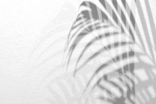 Light and shadow leaves, palm leaf on grunge white wall concrete background. Silhouette  tropical leaf natural pattern for wallpaper, spring ,summer texture. Black and white blurred image backdrop.