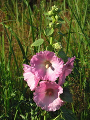 Malva alcea english mallow, pink blossom of medical plant, used for inflammation of internal organs, cough, close up