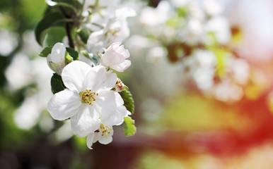 Beautiful flowers of the blossoming apple tree in the spring time