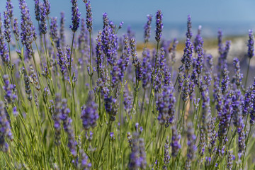 Obraz premium Close-up of lavender flowers in a sunny field on Hvar, Croatia