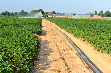 Fototapeta na wymiar Irrigation d'un champ de pomme de terre
