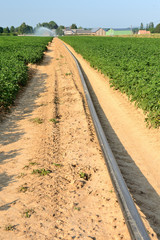 Obraz premium Irrigation d'un champ de pomme de terre