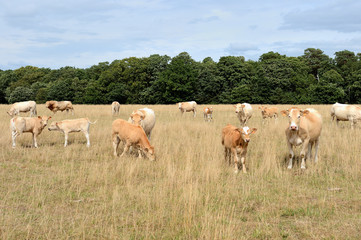 Obraz premium Vaches race blonde d'Aquitaine au pré pendant une période de sécheresse, herbe jaunie