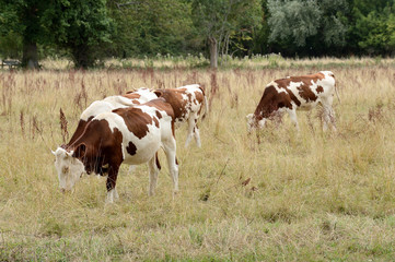Fototapeta na wymiar Vaches au pré race montbéliarde pendant la sécheresse, herbe jaunie