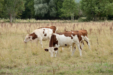 Fototapeta na wymiar Vaches dans une prairie jaunie par la la sécheresse, race montbéliarde