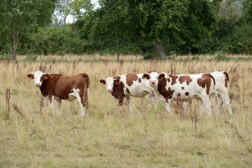 Fototapeta na wymiar Vaches dans un herbage sec pendant la sécheresse, herbe jaunie, race montbéliarde