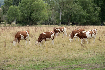 Fototapeta na wymiar Vaches dans une prairie jaunie par la la sécheresse, race montbéliarde