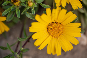 Close-up of nice chamomile flowers. 
Enhanced in a suitable background, it shows all its colors and splendor 