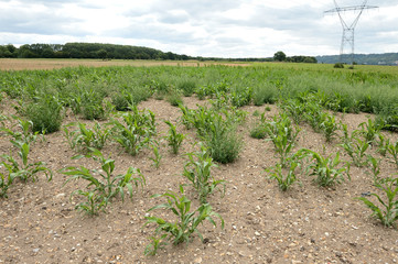 Fototapeta na wymiar Champ de maïs ensilage en retard de croissance suite à la sécheresse