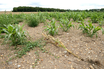 Champ de maïs ensilage en retard de croissance suite à la sécheresse