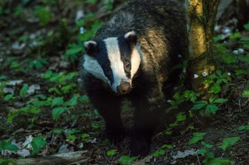 Cute European badger in green forest