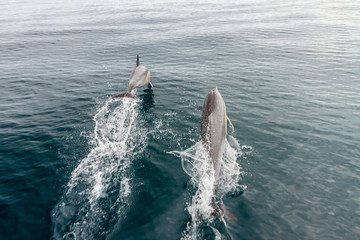 Wild Common Dolphins leading the way jumping out of water
