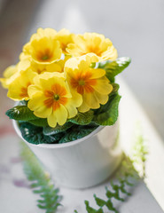 Pot of primulas primroses, yellow vibrant flowers, plants in home