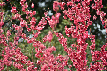 Fototapeta premium Cherry Blossoms