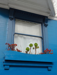 San Francisco house window with succulent plants