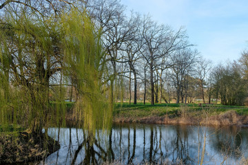 Fototapeta na wymiar Weeping willow on a lake in a park