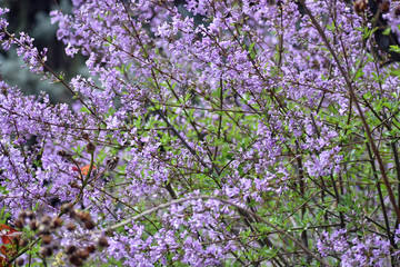 Obraz premium Purple Flowering Tree