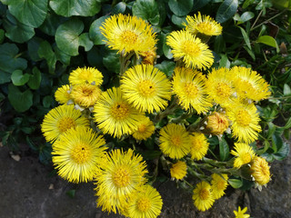 gelbe Blüten des Huflattich (Tussilago farfara)