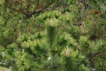 Pine sprouts / Spring pine tree stick-shaped sprouts are so beautiful.