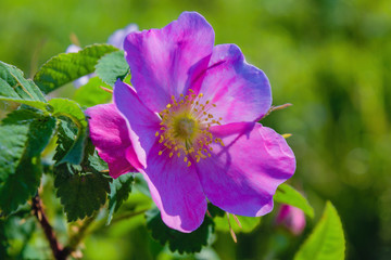 Rosehip flower close-up on a blurred green background.
