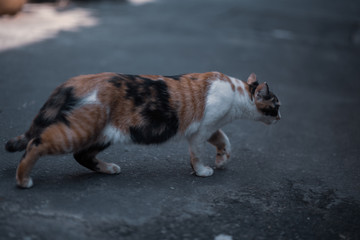 Running tricolor cat in Bangkok