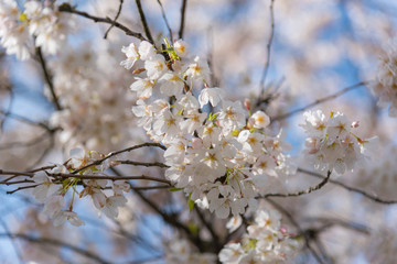 Selectively focused soft delicate spring blossoms