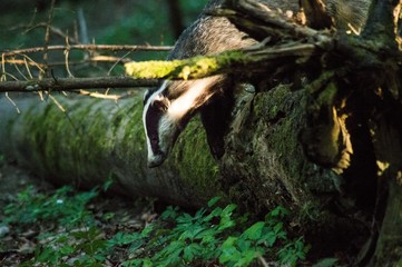 European badger climbing over a dead log with green moss to get to his cave