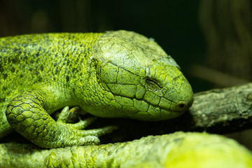 Close up portrait of a Solomon Islands skink (corucia zebrata) in captivity