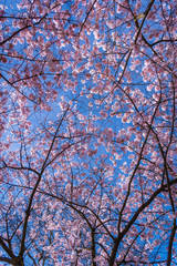 Spring cherry blossoms contrasting against blue sky