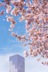 Big pink building and spring cherry blossoms Portland Oregon