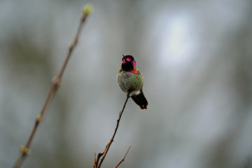anna's hummingbird