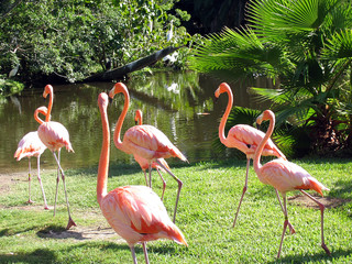 Flamingo, Plumage, Long leg, Sarasota, Gulf of Mexico, Florida, USA