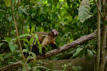 Wild monkey walking on a branch and looking up for insects